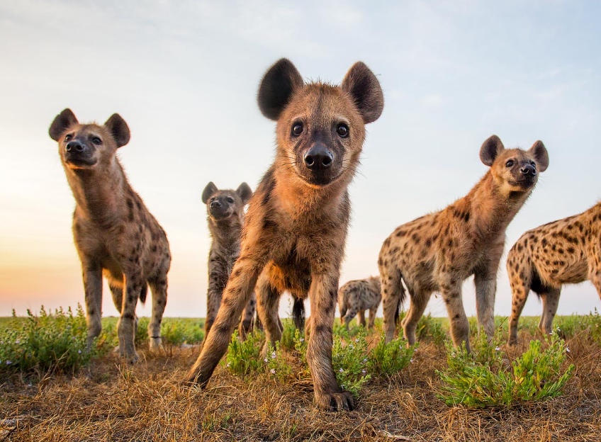 Hyena Photography from luxury safari website